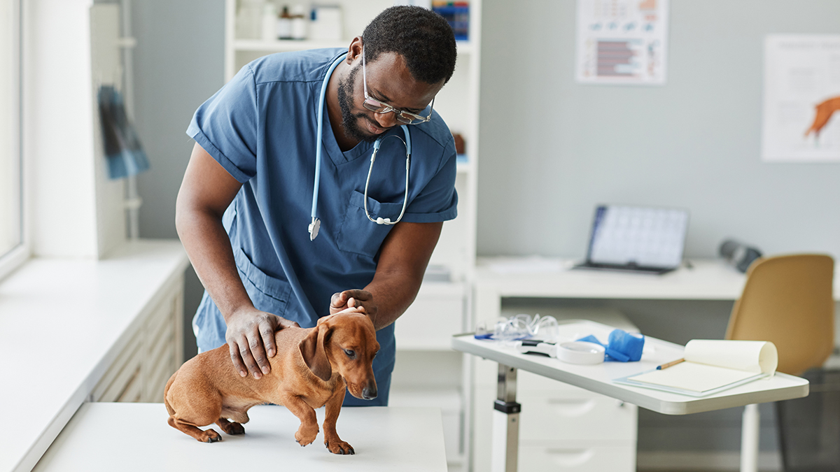 Welcome a freshman vet student – Donate a white coat for the WSU/CVM ...